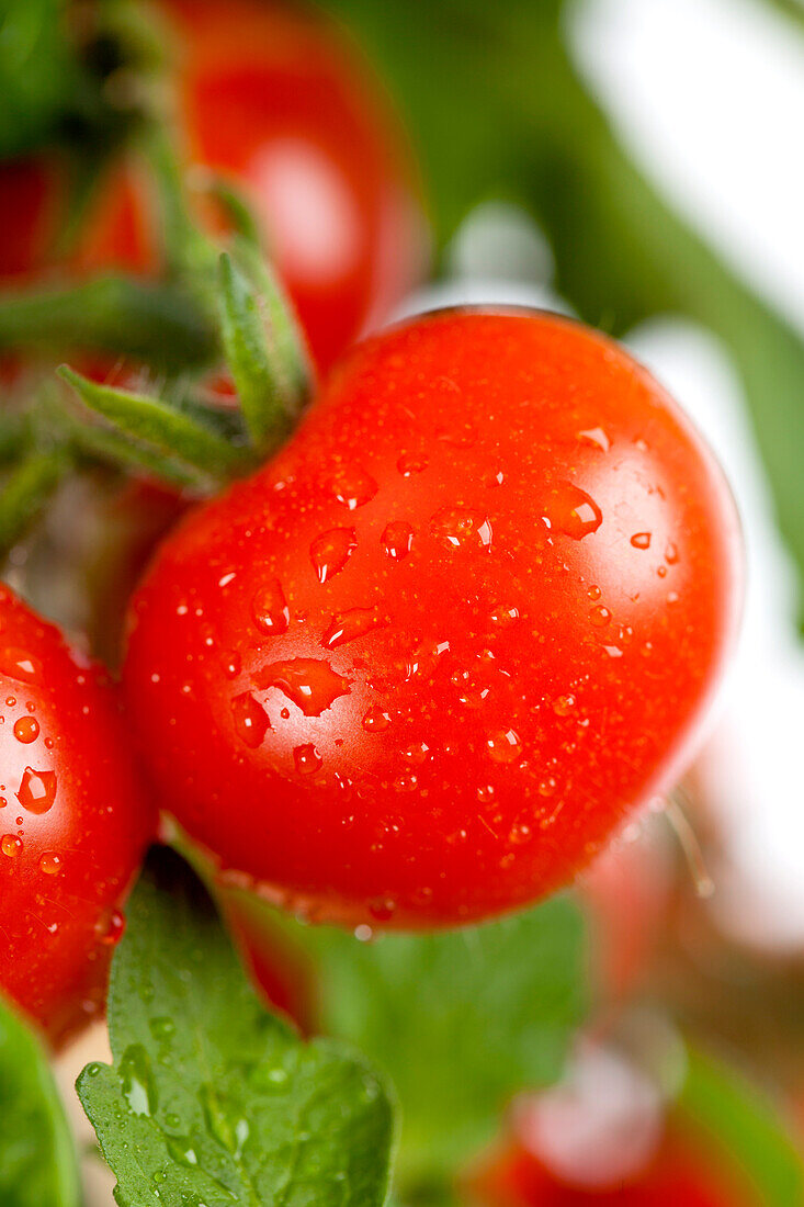 Solanum lycopersicum 'Cherry Rot'