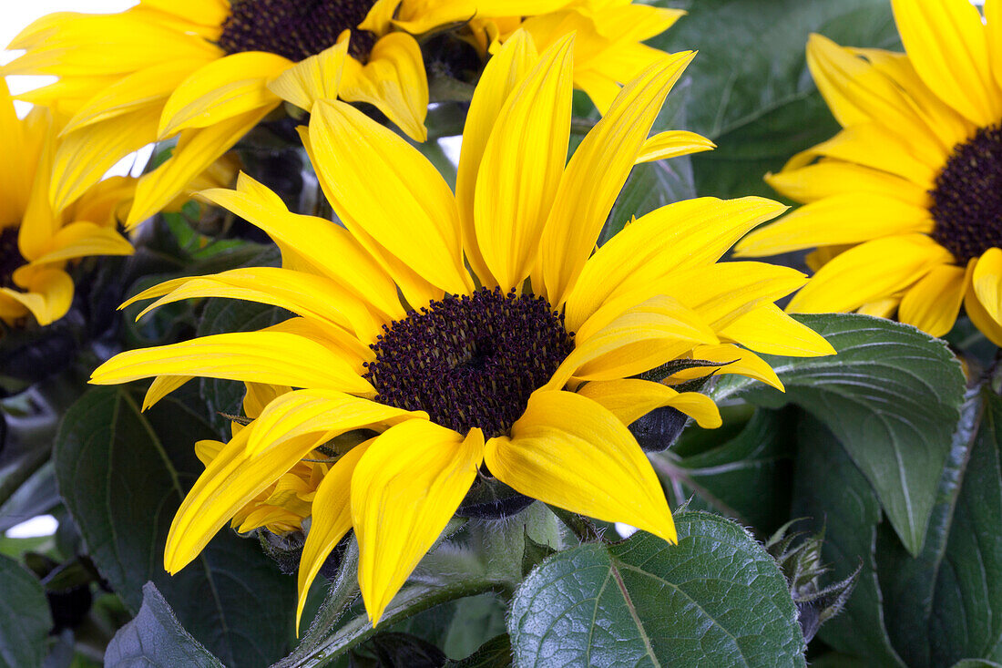 Helianthus annuus 'Sunsation'®