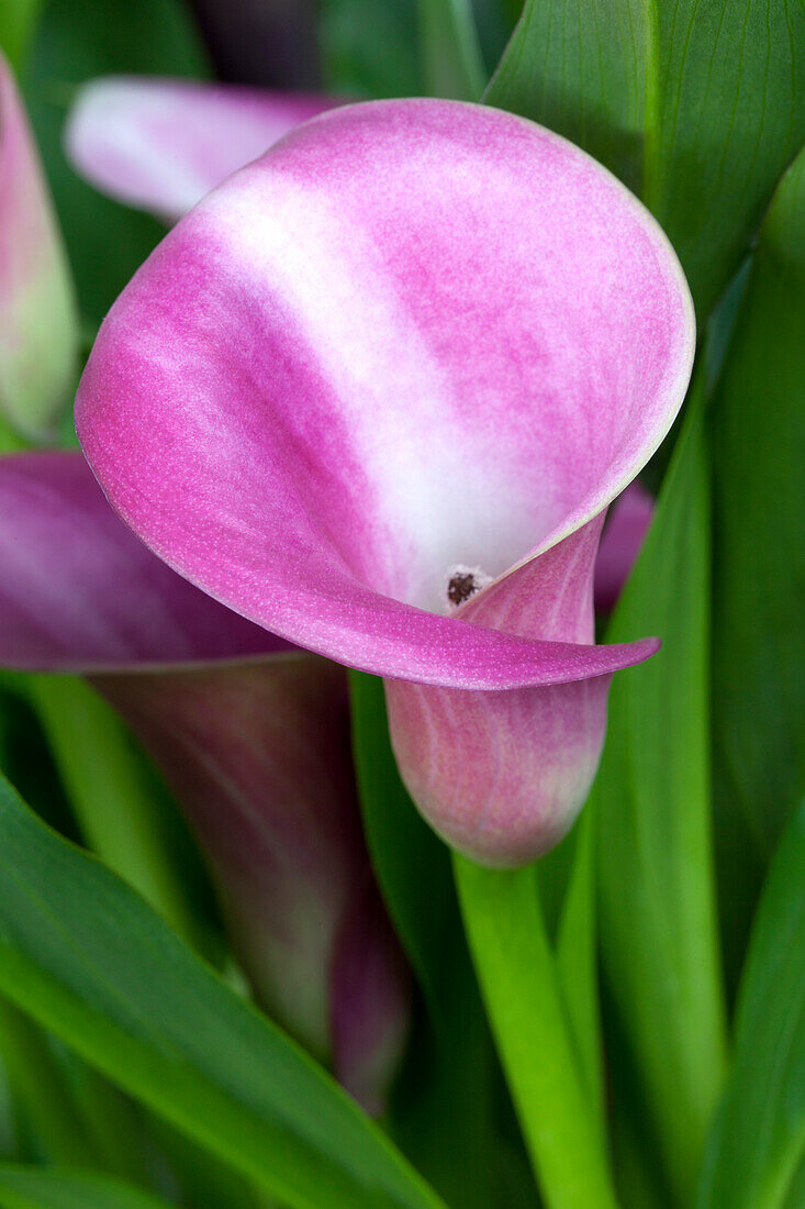 Zantedeschia aethiopica