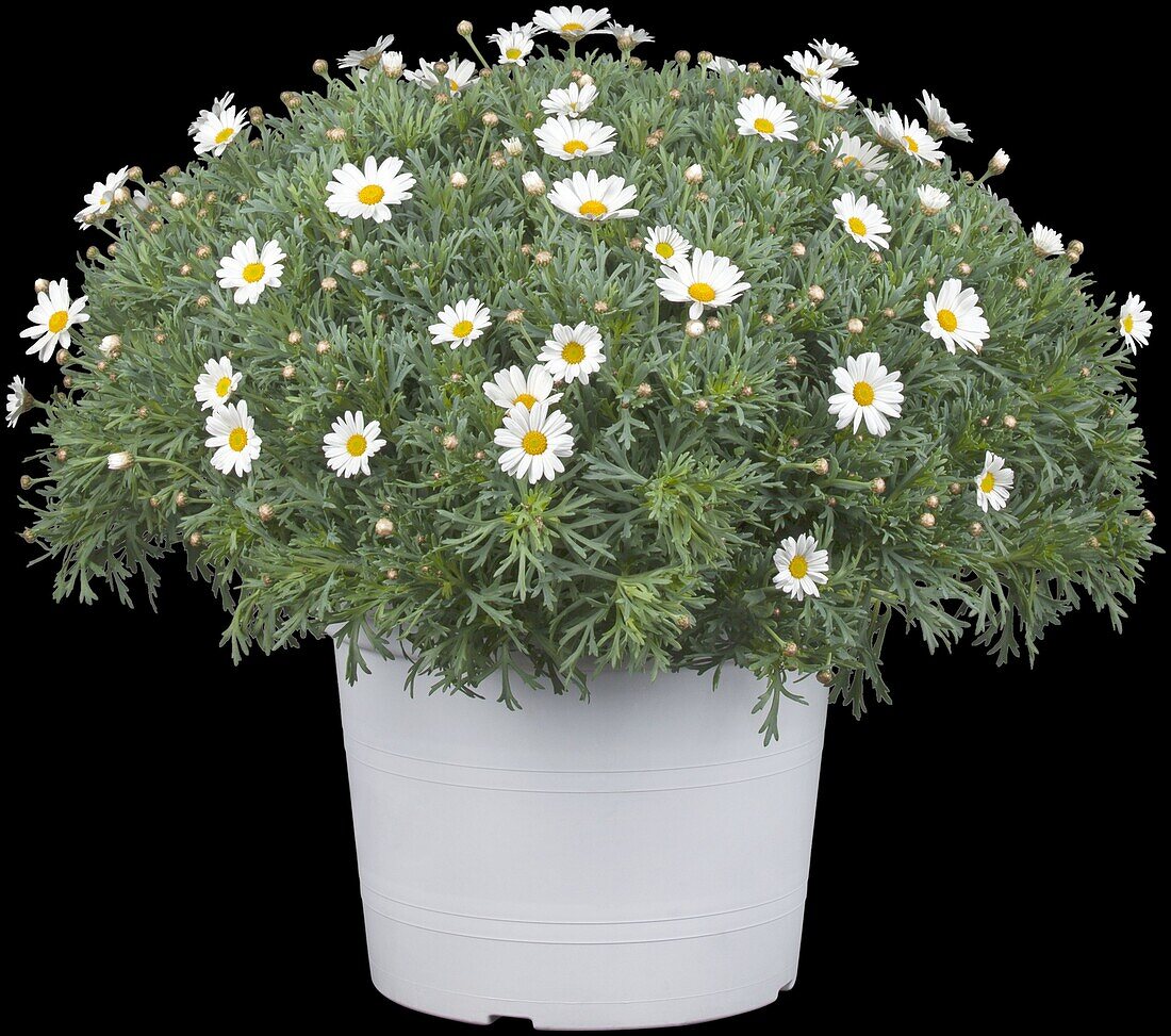 Argyranthemum frutescens, weiß