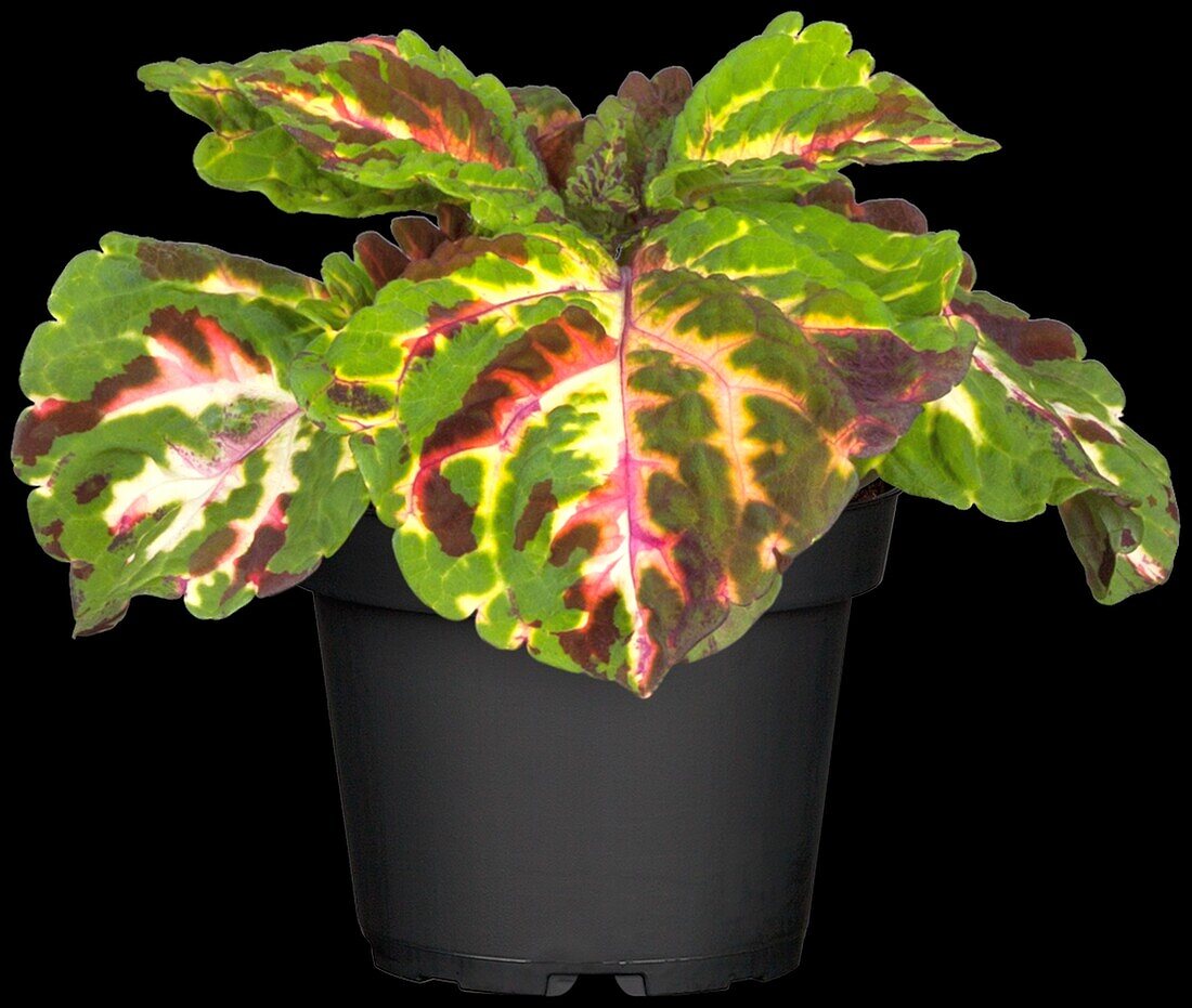 Coleus blumei