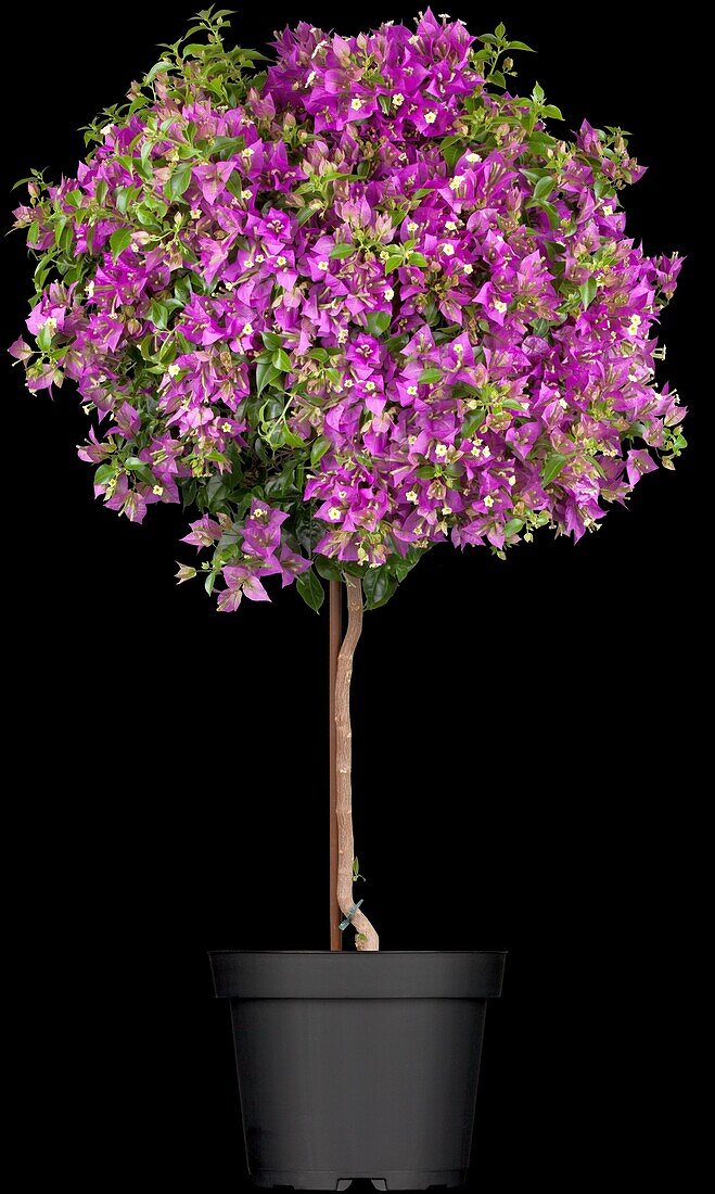 Bougainvillea glabra 'Sanderiana', Stamm