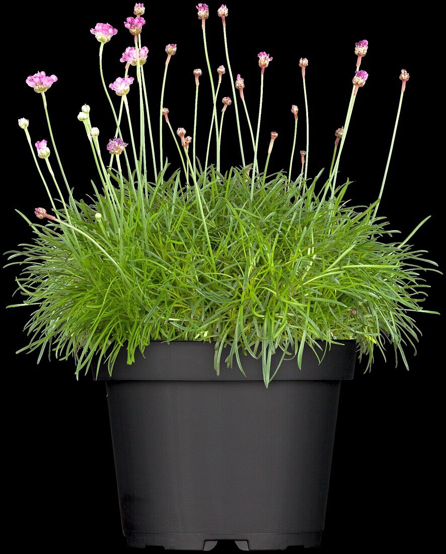 Armeria maritima