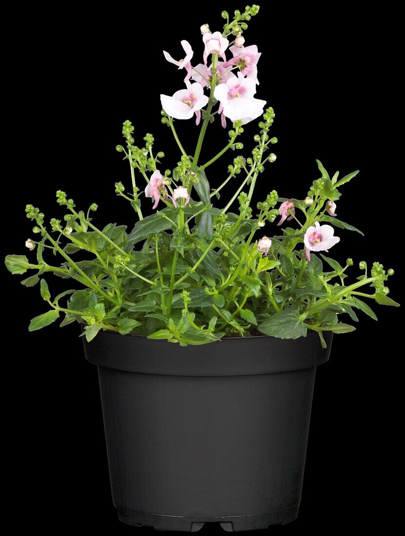 Diascia barberae