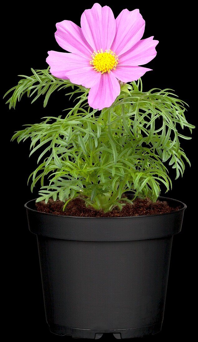 Cosmos bipinnatus, pink