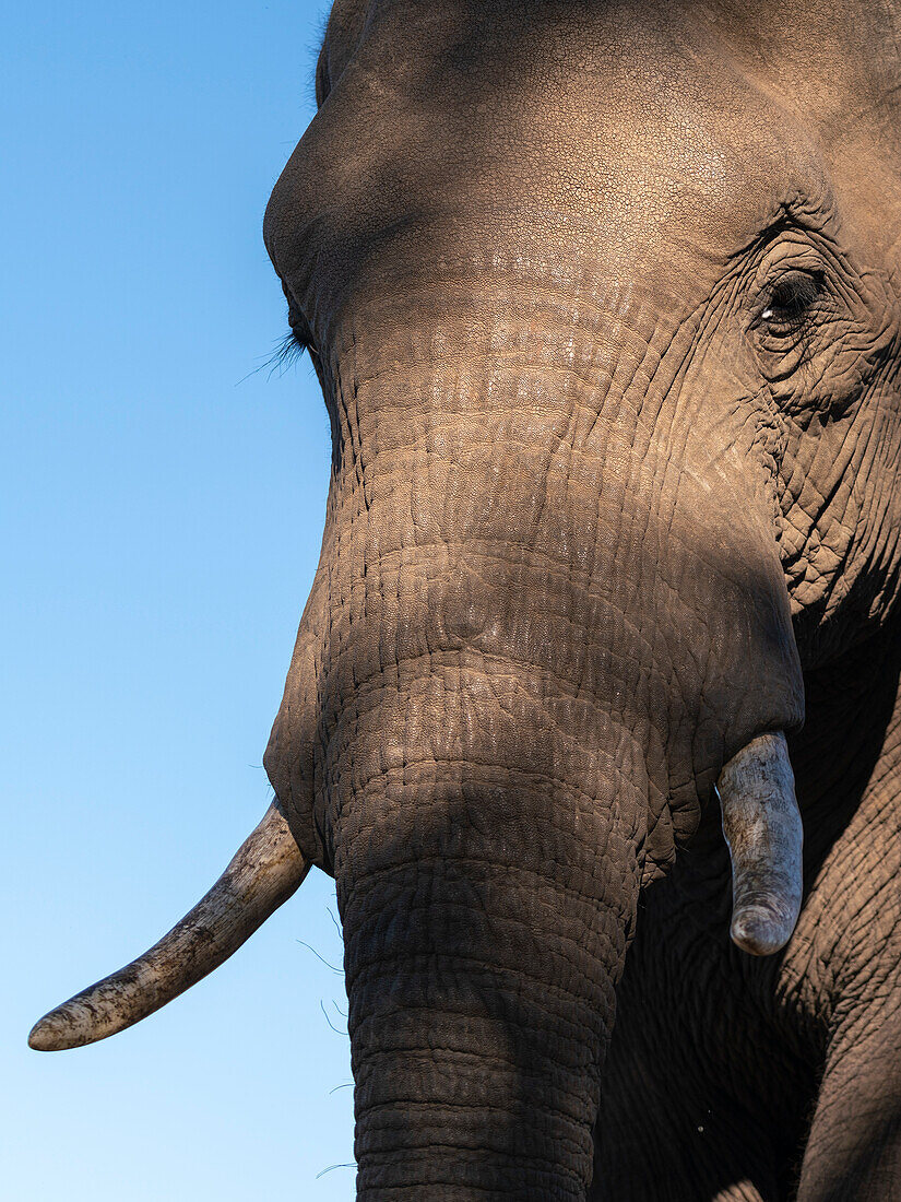 Nahaufnahme eines afrikanischen Elefanten (Loxodonta africana), Mashatu Game Reserve, Botswana.