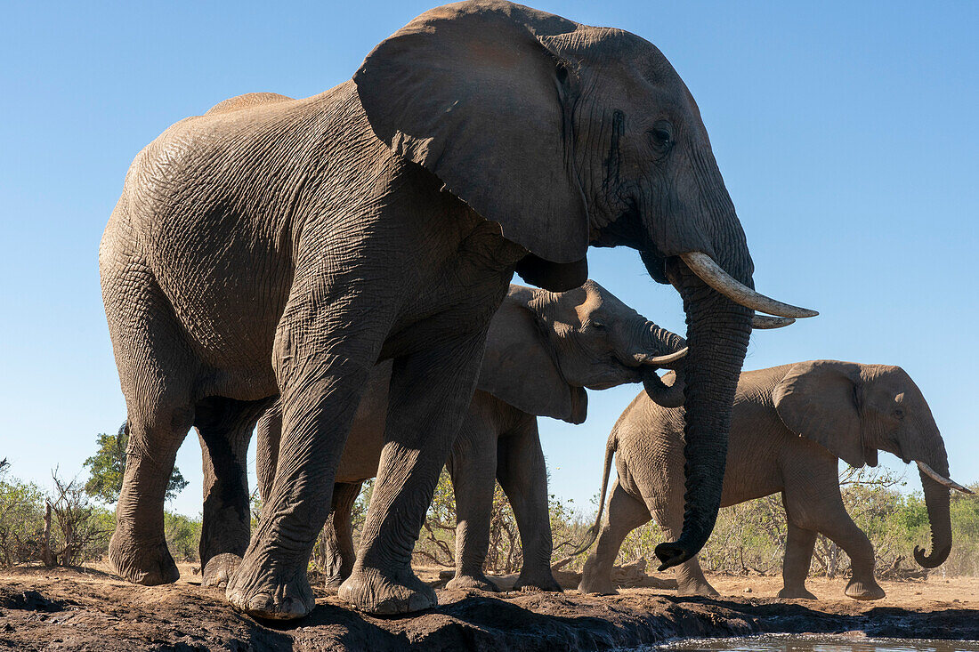 African elephants (Loxodonta africana) drinking at waterhole,Mashatu Game Reserve,Botswana.