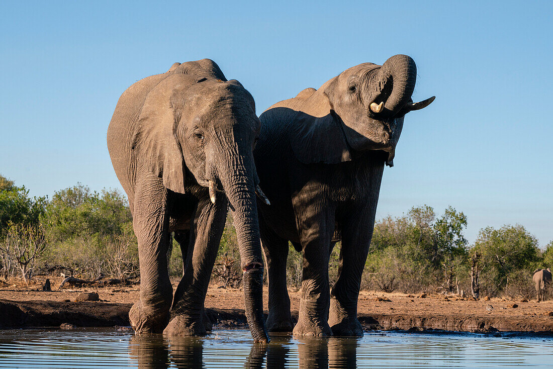 Afrikanische Elefanten (Loxodonta africana) beim Trinken am Wasserloch, Mashatu Game Reserve, Botswana.