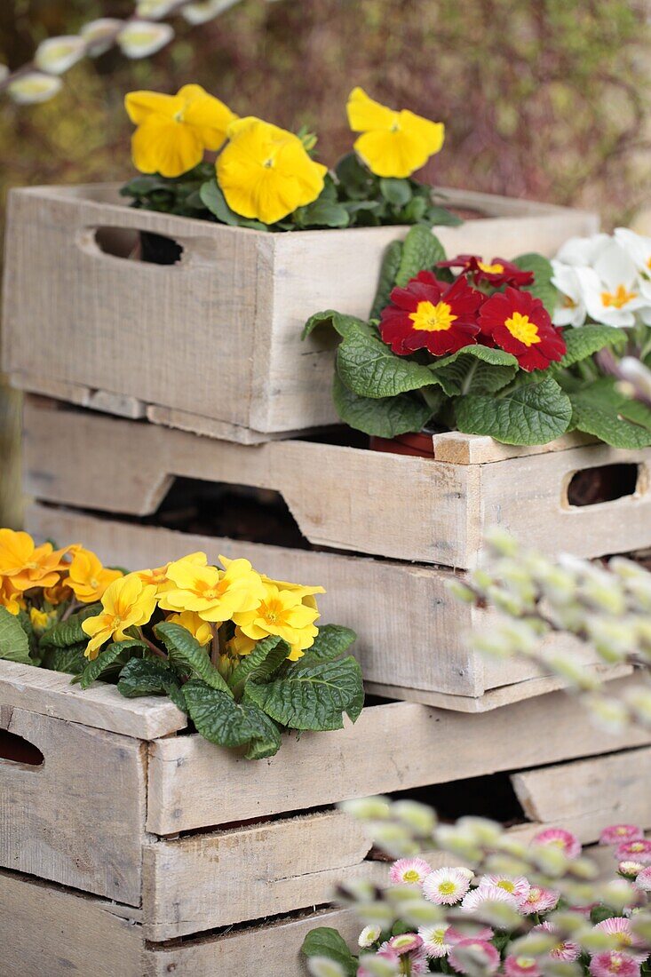 Primula, Bellis