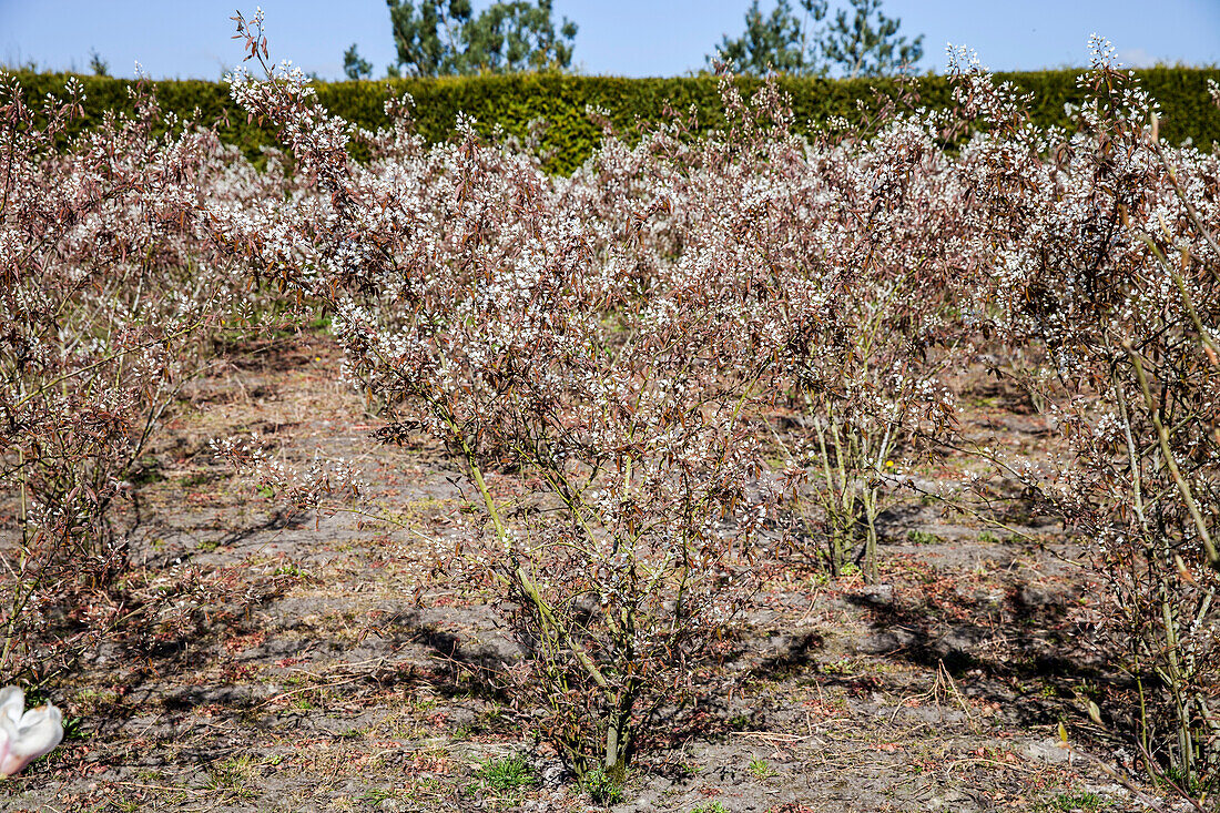 Amelanchier lamarckii