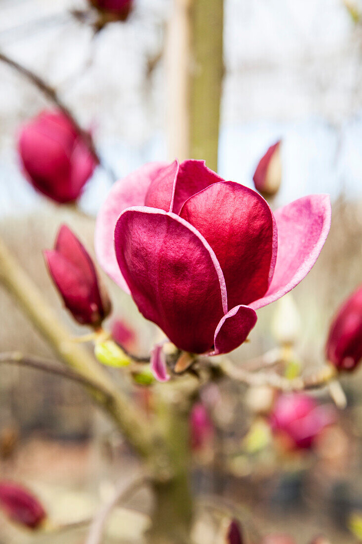 Magnolia 'Genie'®