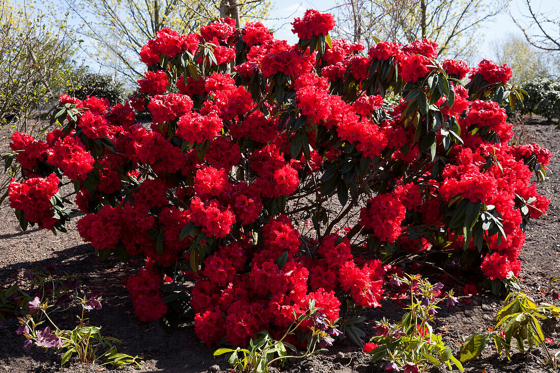 Rhododendron 'Taurus'