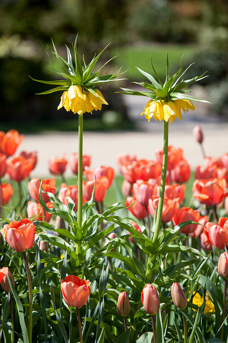 Fritillaria imperialis 'Maxima Lutea'