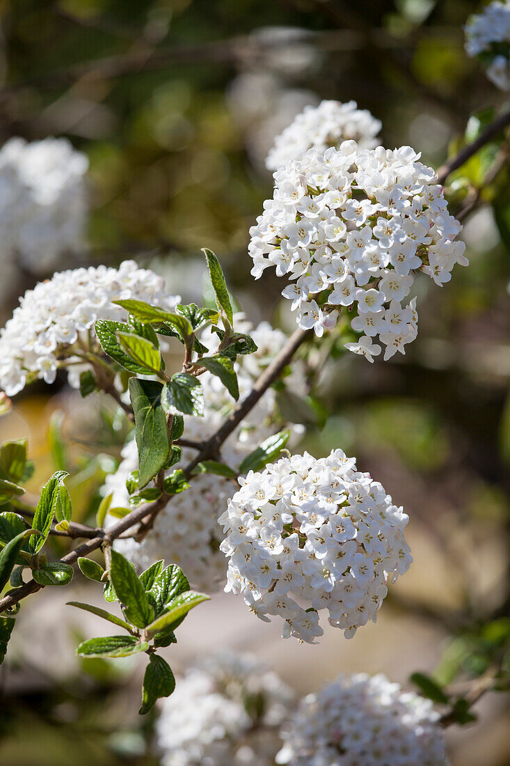 Viburnum x burkwoodii