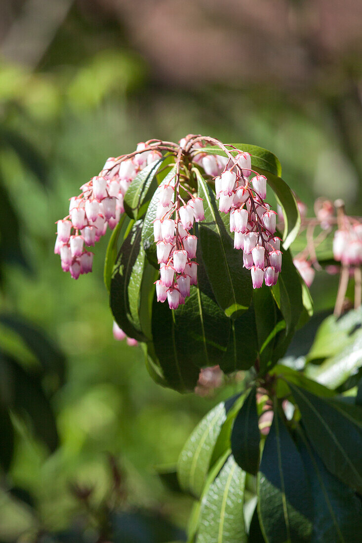 Pieris japonica