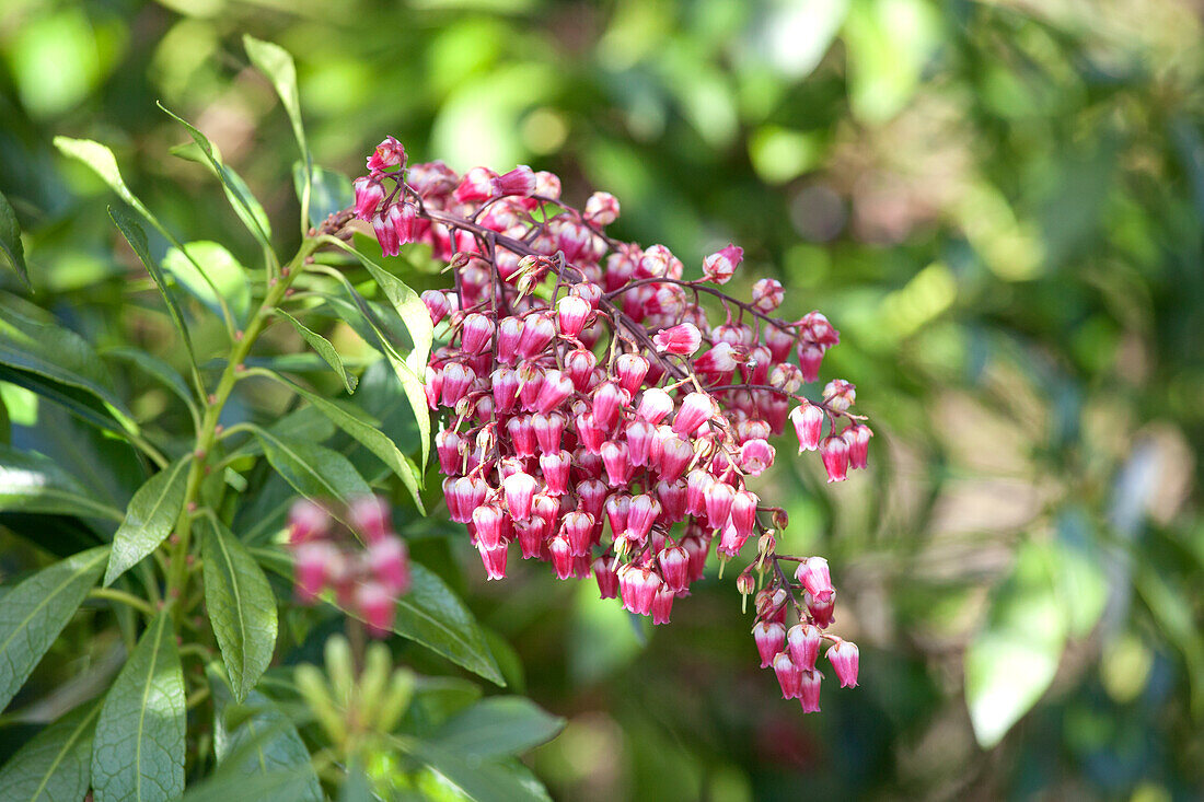 Pieris japonica