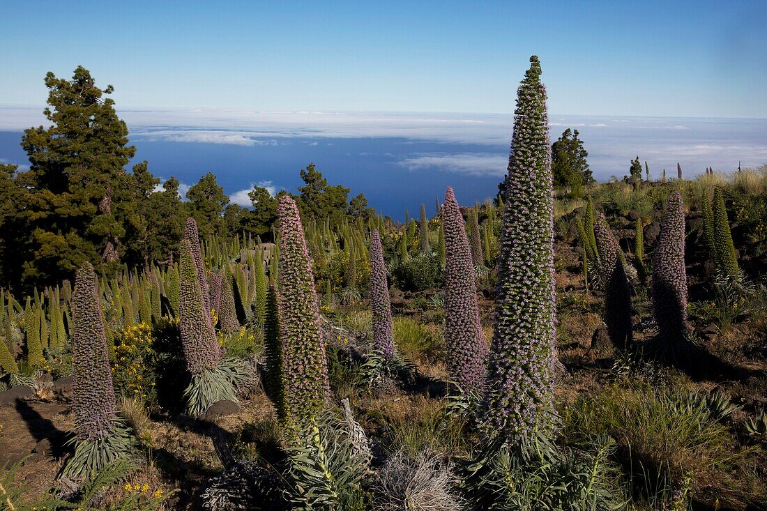 Spain, Canary Islands, Palma Island, fields of viperines at the top of the island near the Roque de Los Muchachos