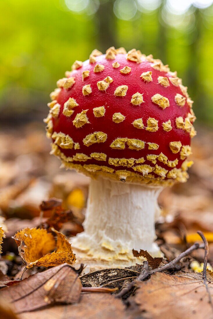 Frankreich, Somme, Crecy en Ponthieu, Wald von Crecy, Waldpilze, Amanita muscaria