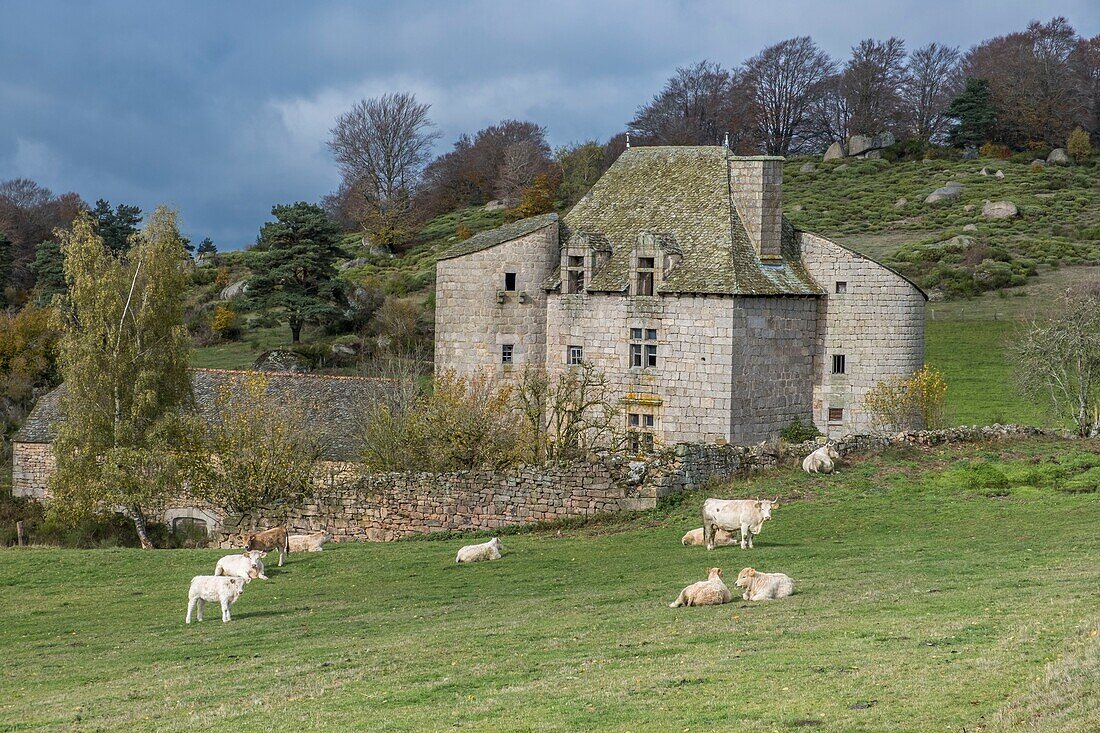 France, Lozere, Fraisse castle, Aubrac Regional Nature Park, Parc naturel régional de l'Aubrac, Bes valley