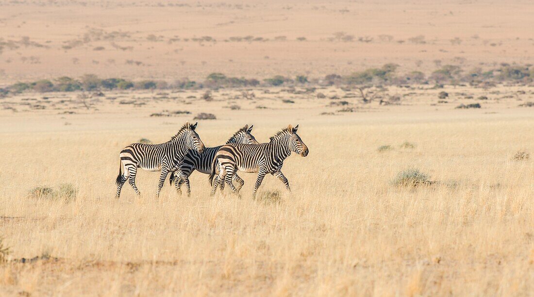 Namibia, Hardap province, Naukluft Mountain Zebra Park, Plain Zebras