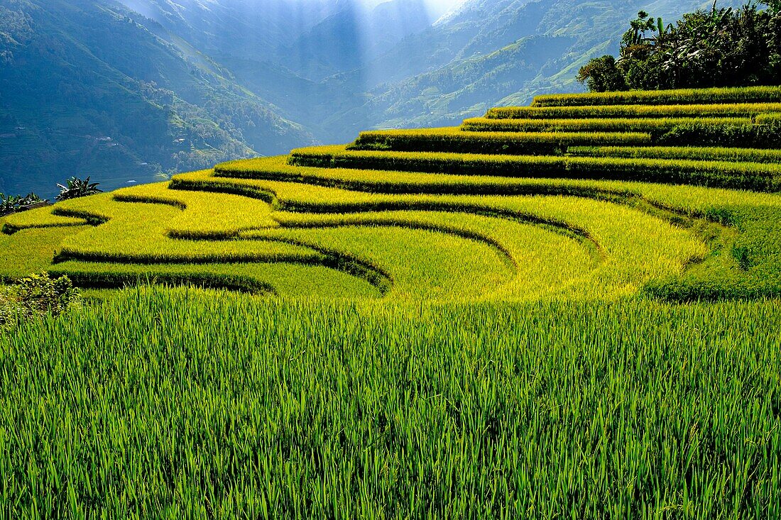 Vietnam, Ha Giang, Hoang Su Phi, Terrassenreisfelder