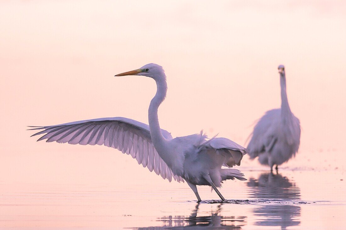 France, Somme, Somme Bay, Le Crotoy, Crotoy marsh, Great Egret fishing (Ardea alba)