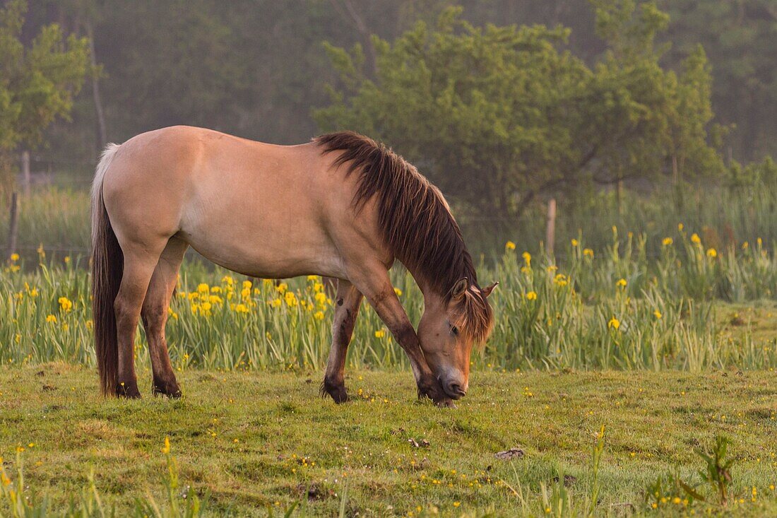 Frankreich, Somme, Baie de Somme, Saint-Quentin-en-Tourmont, Henson-Pferde in den Sümpfen inmitten der gelben Schwertlilien, diese Rasse wurde in der Bucht von Somme für den Reitsport und Öko-Weiden geschaffen