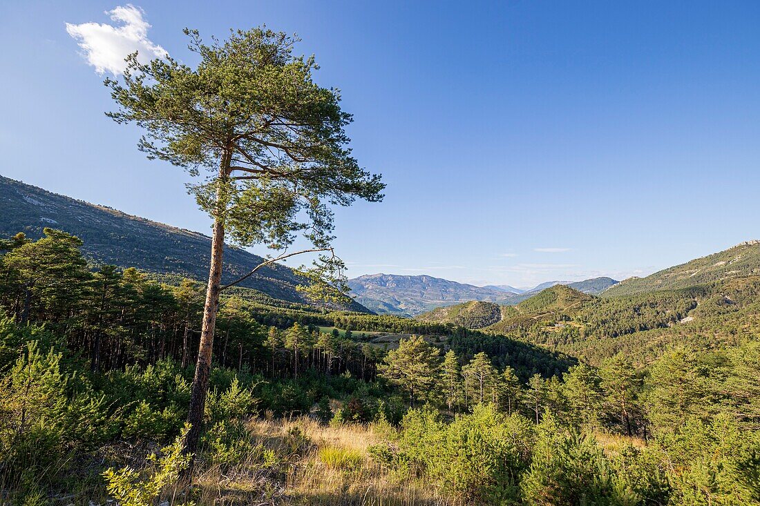 France, Alpes-de-Haute-Provence, Verdon Regional Nature Park, forest in Saint-Thyrs