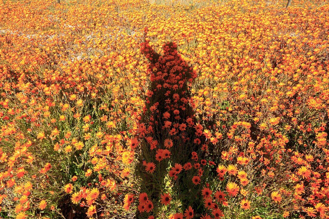 South Africa, Western Cape, Human shadow on a carpet of orange spring flowers in the Cederberg region