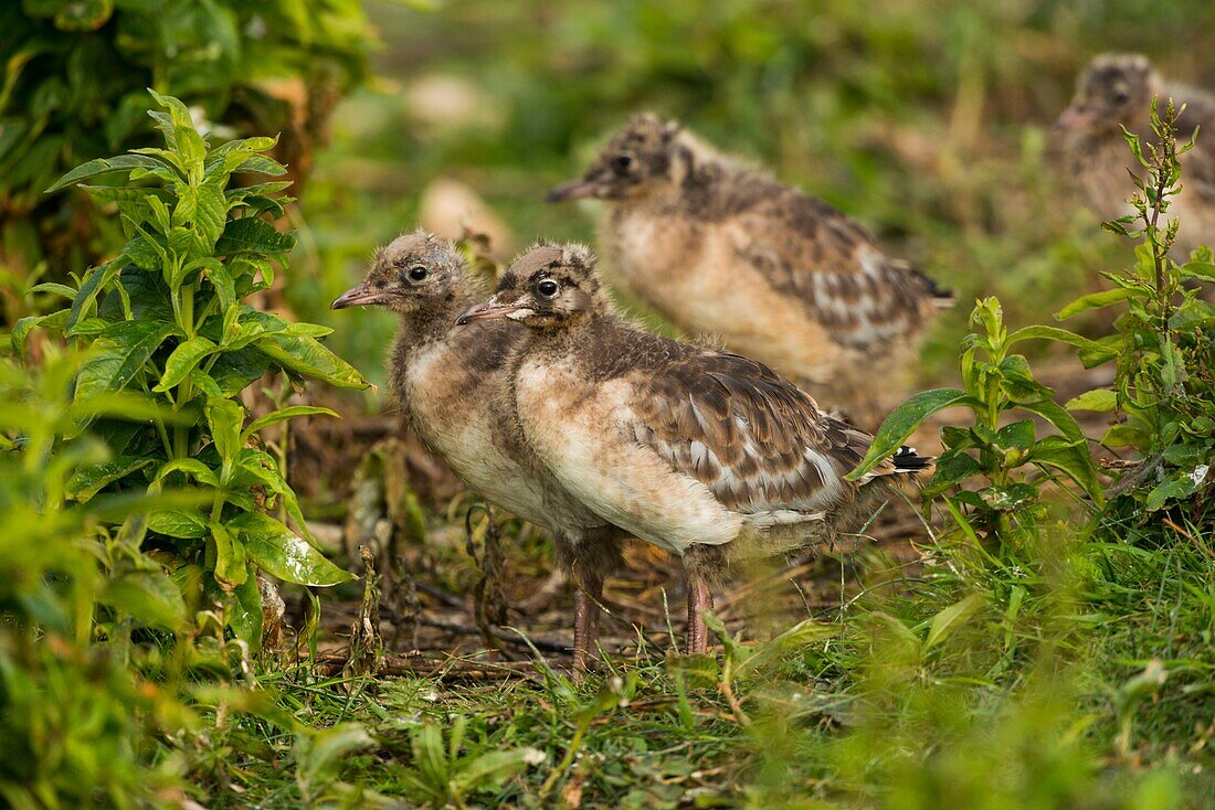 France, Somme, Somme Bay, Le Crotoy, Crotoy Marsh, Black-headed Gull (Chroicocephalus ridibundus) colony, feeding young, the kids are clamoring for the parent to regurgitate food