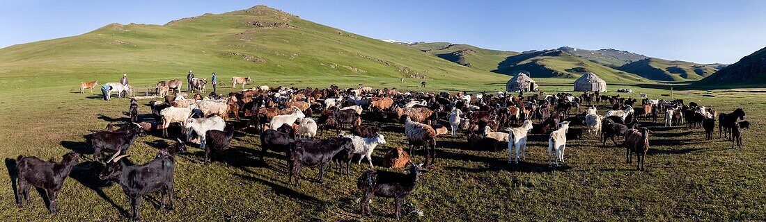 Kyrgyzstan, Naryn province, Son-Kol lake, altitude 3000m, panoramic view of a herd of goats in front of a yurt camp