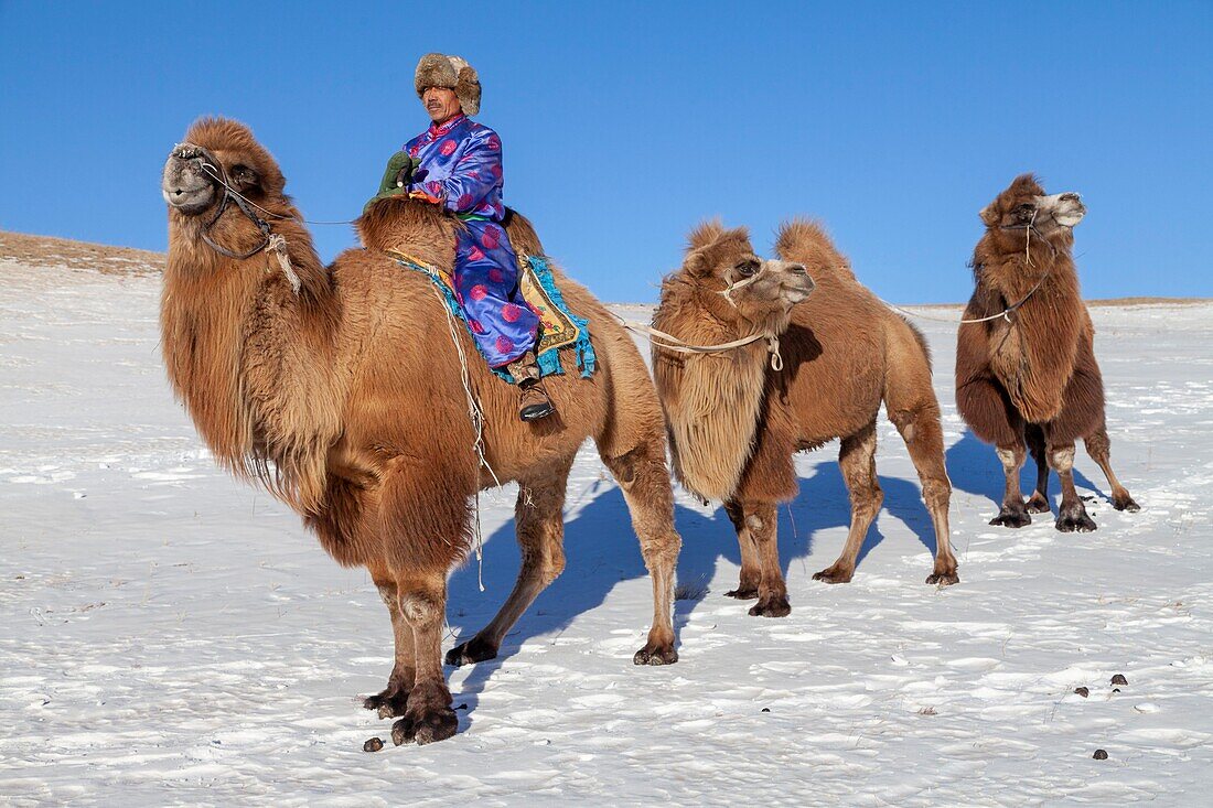 China, Innere Mongolei, Provinz Hebei, Zhangjiakou, Bashang-Grasland, Mongole am Steuer einer Kamelkarawane von Trampeltieren (Camelus bactrianus)