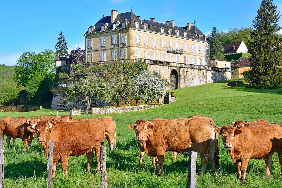 France, Dordogne, Perigord Noir, Dordogne Valley, Saint Andre d'Allas, Limousine cattle breed and 18th century Chateau du Roc