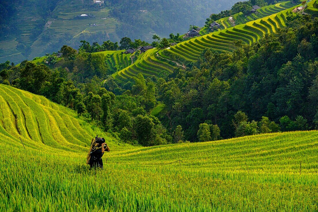 Vietnam, Ha Giang, Hoang Su Phi, eine Frau der Volksgruppe der La Chi zwischen Reisfeldern auf einer Terrasse