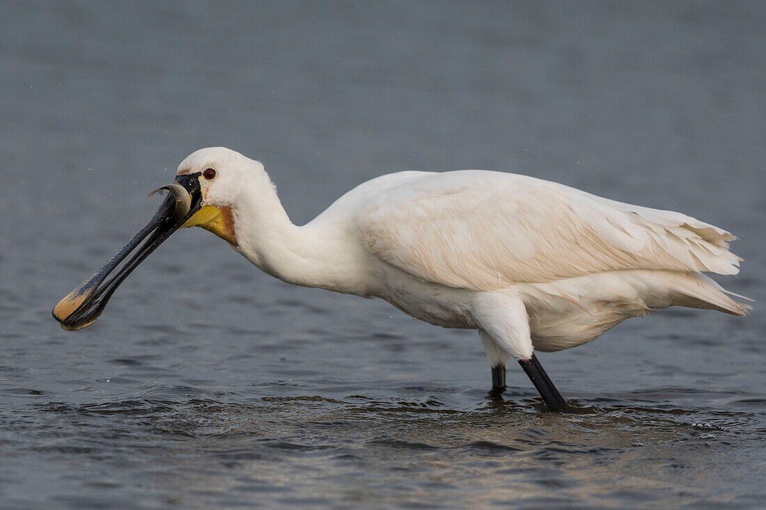 Frankreich, Somme, Baie de Somme, Le Crotoy, Crotoy-Sumpf, Löffler (Platalea leucorodia) beim Fischen