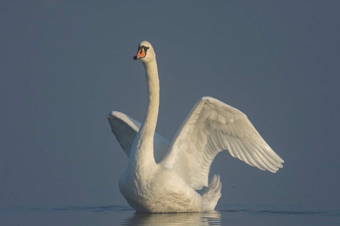 France, Somme, Somme Bay, Le Crotoy, Crotoy Marsh, Mute Swan (Cygnus olor, Mute Swan)