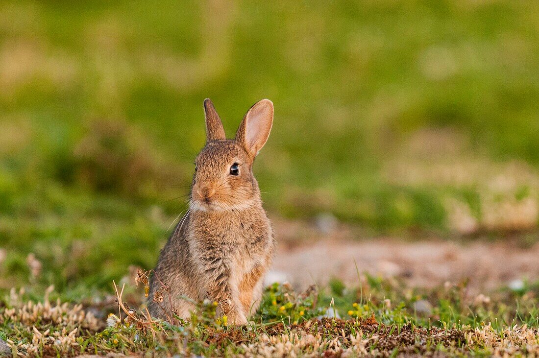 France, Somme, Baie de Somme, Ault, Cayeux-sur-mer, Hâble d'Ault, the hable is home to a large population of rabbits, young rabbits out of the burrow and take a nap in the sun or nibble grass.