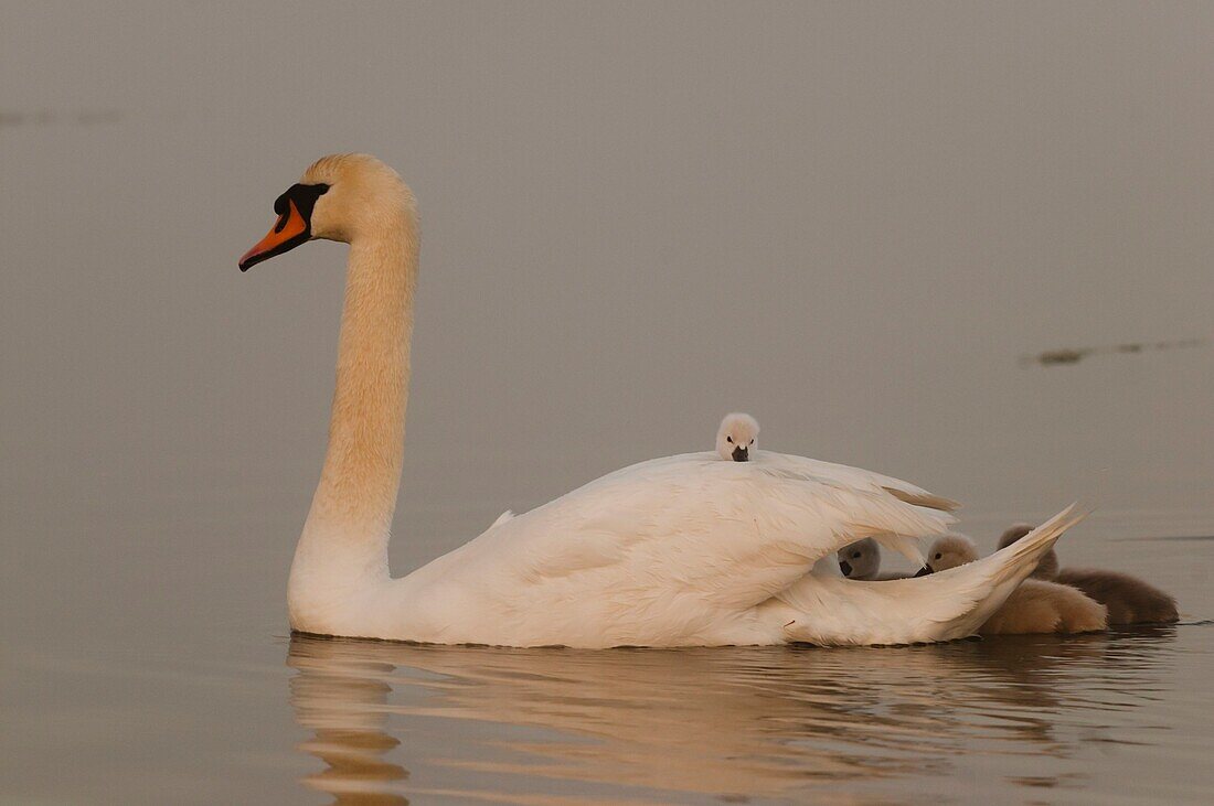 France, Somme, Somme Bay, Le Crotoy, Crotoy Marsh, juvenile mute Swan (Cygnus olor, Mute Swan)