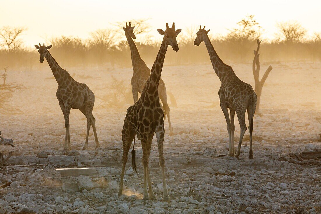 Namibia, Provinz Oshikoto, Etosha-Nationalpark, Giraffen (Giraffa camelopardalis) bei Sonnenuntergang