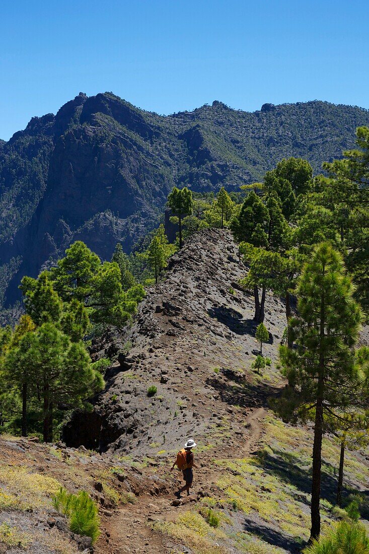 Spanien, Kanarische Inseln, Insel Palma, Nationalpark Caldera de Taburiente, Wanderer auf einem Pfad inmitten der kanarischen Kiefern und am Fuße eines steilen Massivs