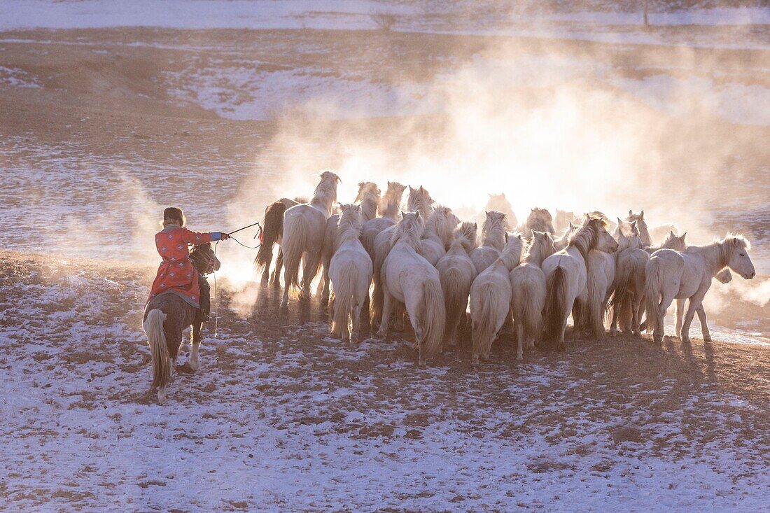 China, Innere Mongolei, Provinz Hebei, Zhangjiakou, Bashang-Grasland, mongolische Reiter führen eine Gruppe von Pferden auf einer schneebedeckten Wiese