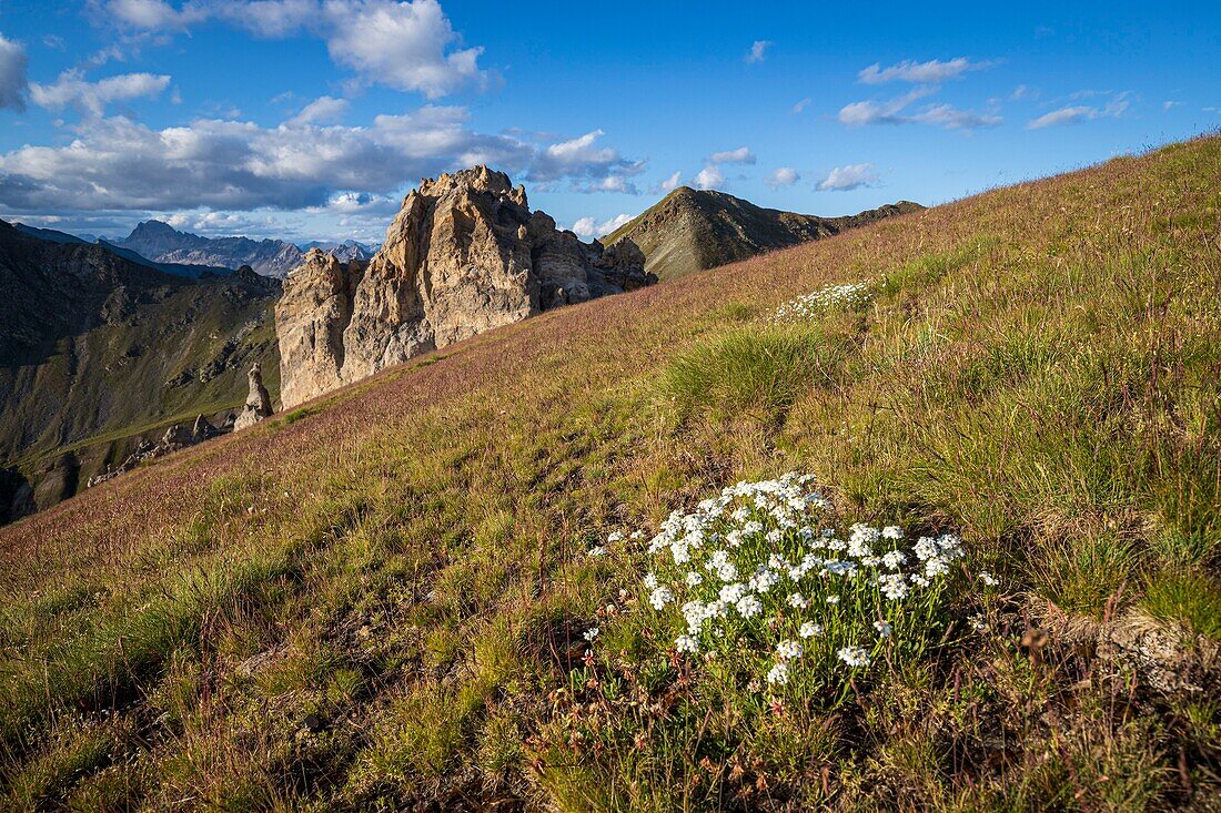 France, Alpes-Maritimes, Mercantour National Park, Aiguilles de Tortisse (2672m), simple leaved milfoil flowers (Achillea erba-rotta)