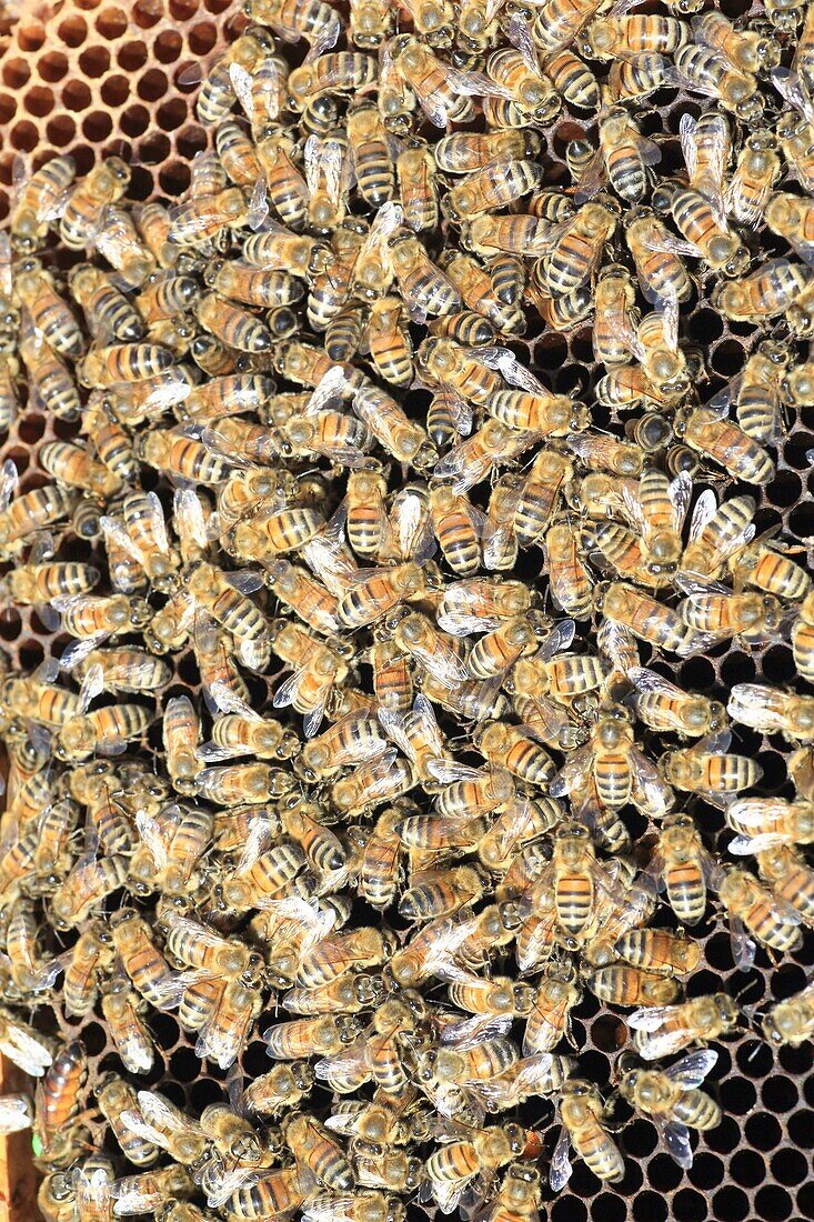 France, Oise, Thiescourt, honey house of the Divette, swarm of bees in a hive