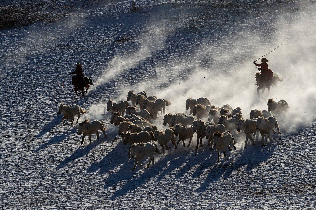 China, Innere Mongolei, Provinz Hebei, Zhangjiakou, Bashang-Grasland, mongolische Reiter führen eine Schar von Pferden auf einer schneebedeckten Wiese