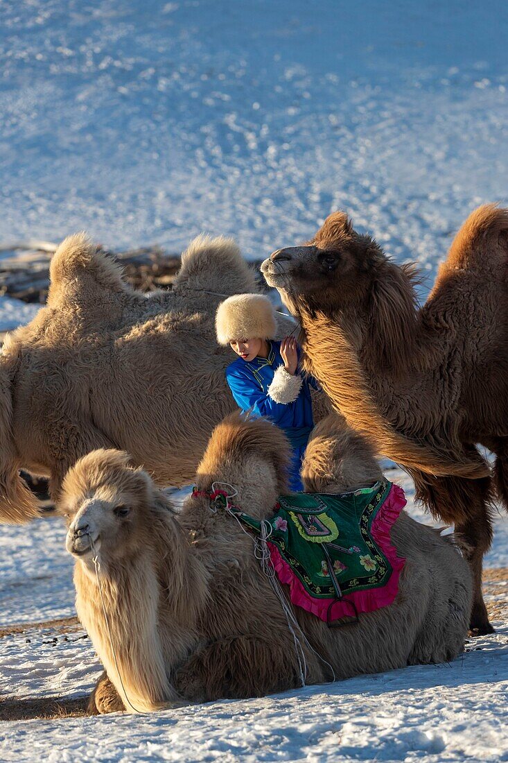 China, Inner Mongolia, Hebei Province, Zhangjiakou, Bashang Grassland, Woman with camel caravan of Bactrian camel (Camelus bactrianus)