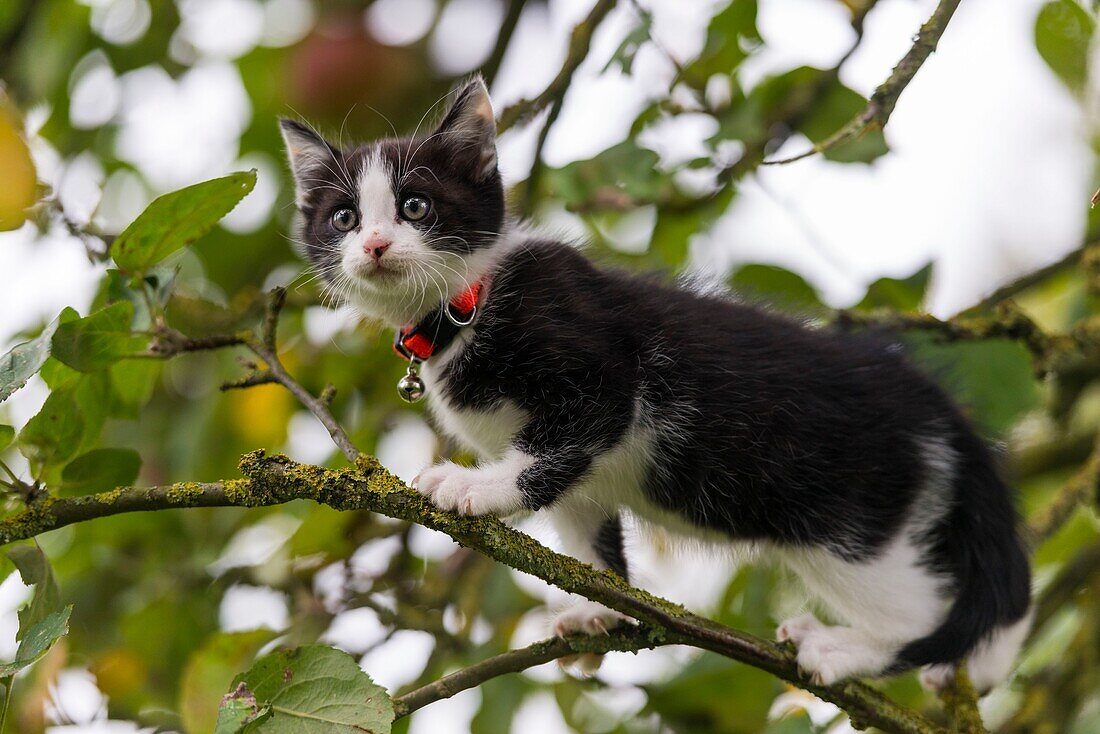 France, Somme, Crécy-en-Ponthieu, black and white kitten