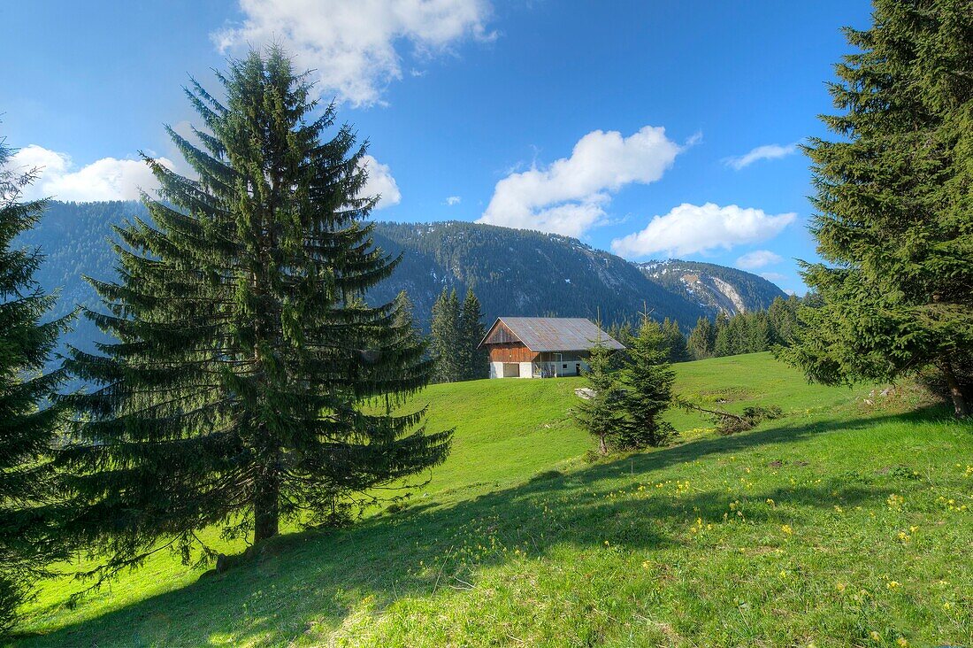 France, Haute Savoie, Plateau des Glieres massif des Bornes, itinerant trek on day 3, mountain pasture and chalet in the northern part of the plateau