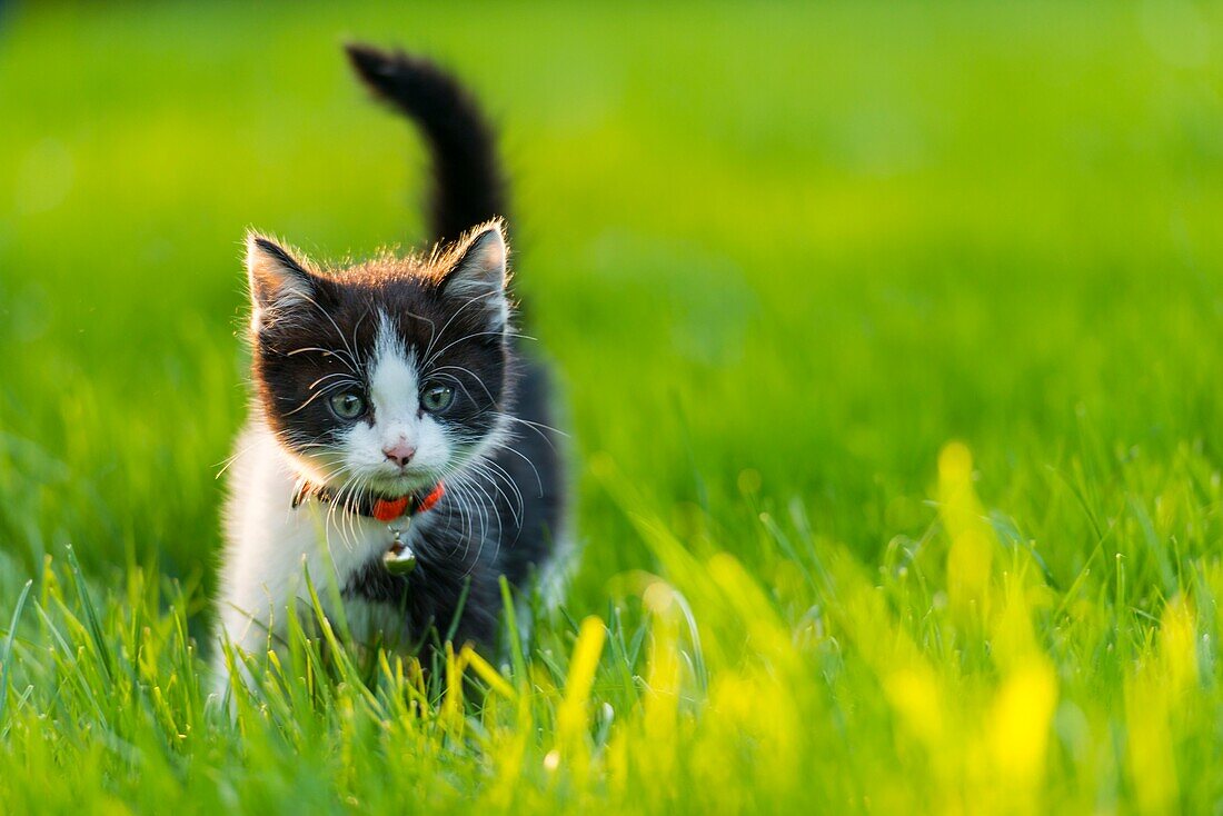 France, Somme, Crécy-en-Ponthieu, black and white kitten