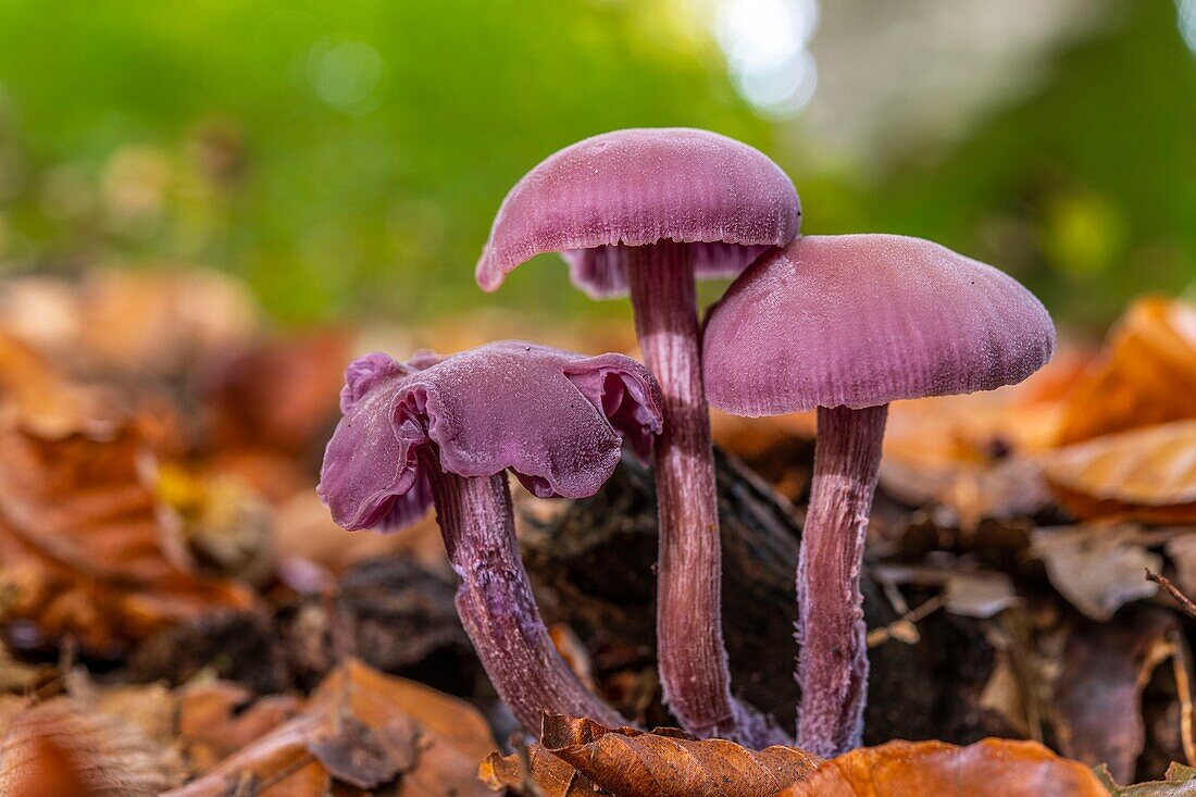 Frankreich, Somme, Crecy en Ponthieu, Wald von Crecy, Waldpilze, Laccaria amethystina