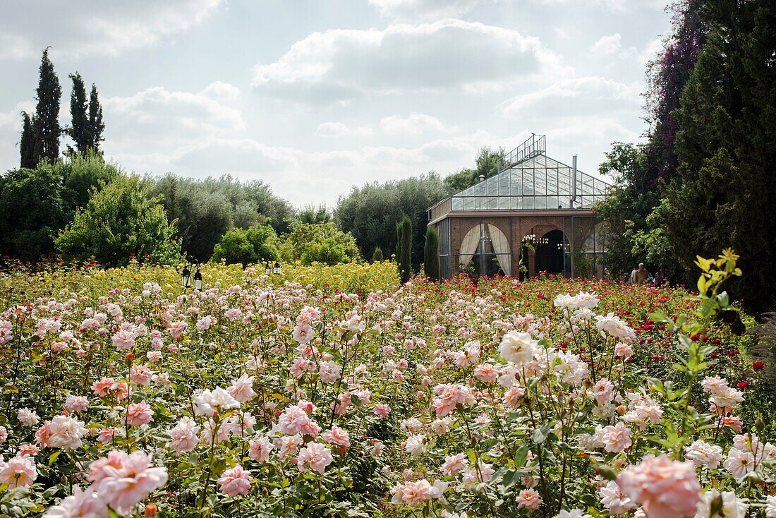 Morocco, Marrakesh, Beldi Country Club, Story: Fairytale rose garden